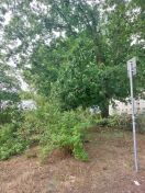 Foto: Sturmschaden Baum 